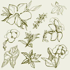 Set of floral design elements -  flowers