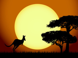 Fototapeta na wymiar Kangur o zachodzie słońca