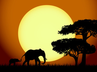 Elephants at sunset