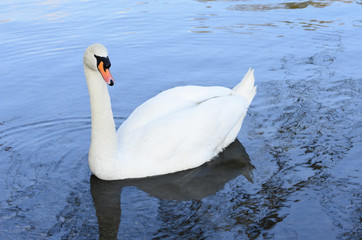 Mute Swan