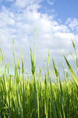 Obraz premium Meadow grass closeup macro background blue sky