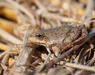 Marsh Frog, Rana ridibunda