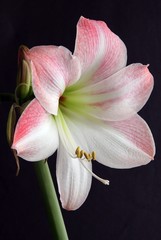 Obraz na płótnie Canvas pink flower of amaryllis pot-plant