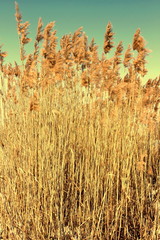 Beautiful sedges in the spring sky