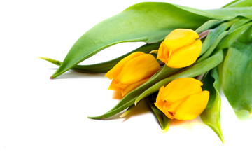 Bunch of yellow tulips isolated on white