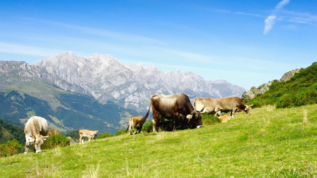Beautiful spanish cows on a pasture in highlands