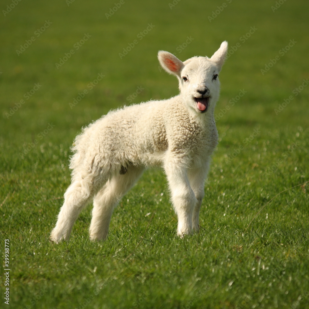 Wall mural bleating lamb