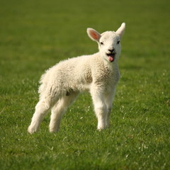 bleating lamb