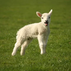 Photo sur Plexiglas Moutons agneau bêlant