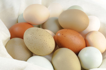 Multi colored chicken eggs