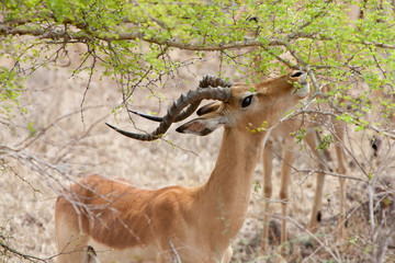 Grant’s gazelle eating leaves