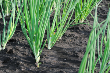 close-up of the onion plantation