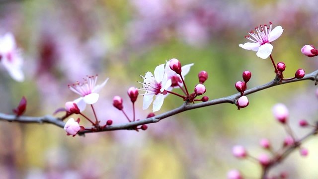 Beautiful plum blossoms