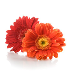 Gerbera Flowers