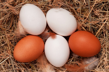 Eggs in nest