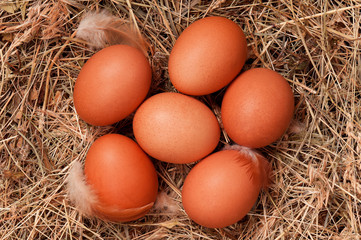 Eggs in nest