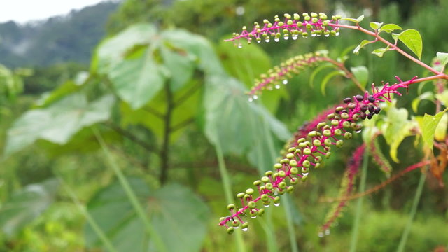 Poisonous American Pokeweed Blowing in the Wind