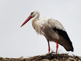 Cigüeña