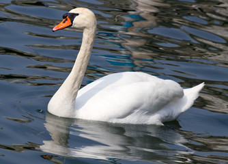 Fototapeta premium cigno bianco