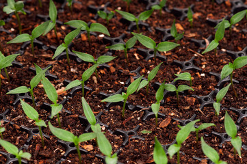 Green seedling
