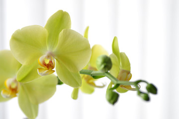 Naklejka na ściany i meble Green orchid