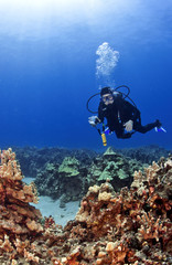 Naklejka na ściany i meble Scuba Diver z aparatem w Kona na Hawajach