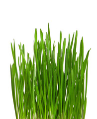 Wheat grass