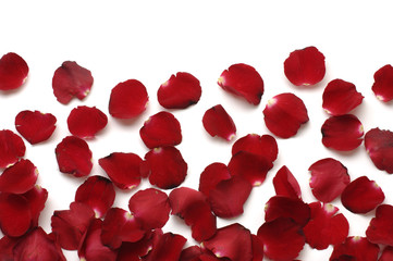 Detail of red rose petals texture