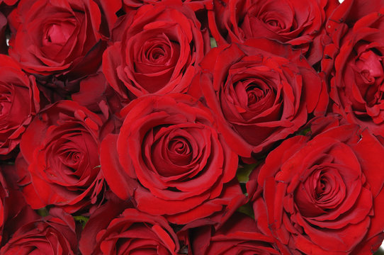 Red rose background