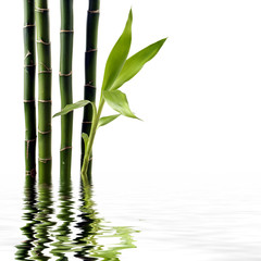 Young spouting bamboo with reflection