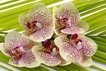 Orchid and palm leaf