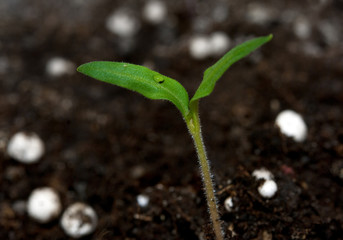 plant growing from soil