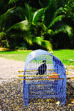 Brid In Cage