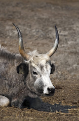 Hungarian grey cattle portrait