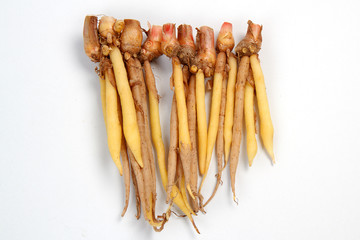 Galingale (Boesenbergia rotunda)