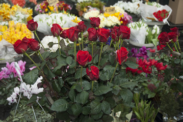 Flowers for sale on Market at Campo di Fiore in Rome Italy