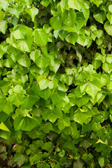 Ivy Wall Texture Abstract
