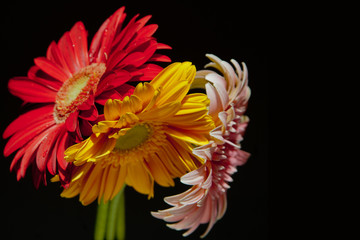 red, yellow and pink gerbera bouquet