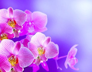 Fototapeta premium Orchids