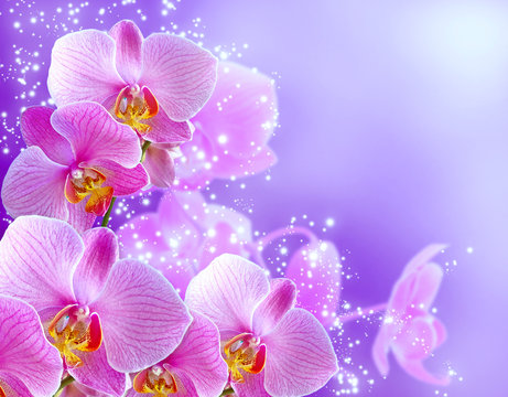 Orchid and stars