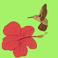 Hummingbird and hibiscus flower
