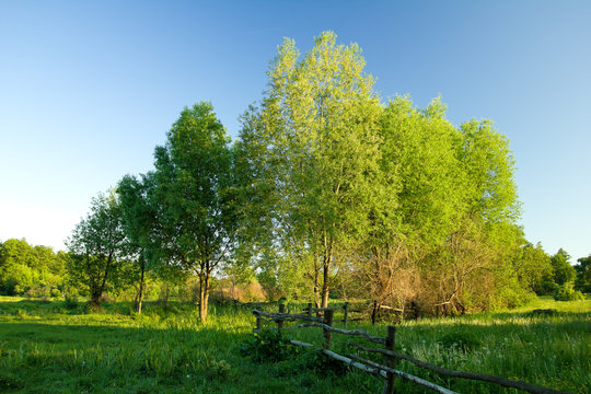 Spring landscape with trees