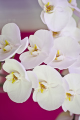 Fototapeta na wymiar Orchidéees