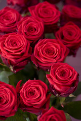 roses rouges