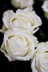 roses blanches
