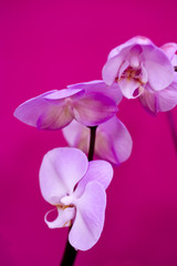 Fototapeta na wymiar Orchidéees