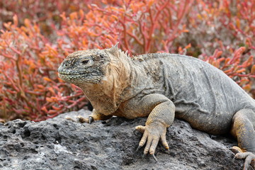 Landleguan Plaza Sur