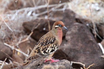 Galapagosmöve