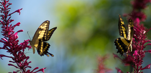 Two Yellow Swallowtail Butterflies feeding on same plants.