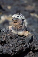 Meerechse Galapagos